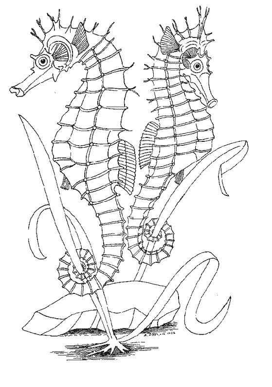 Dibujo para colorear: Caballito de mar (Animales) #18680 - Dibujos para Colorear e Imprimir Gratis