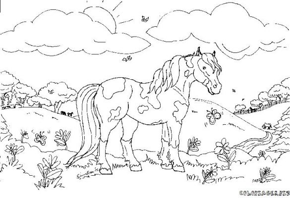 Dibujo para colorear: Caballo (Animales) #2223 - Dibujos para Colorear e Imprimir Gratis