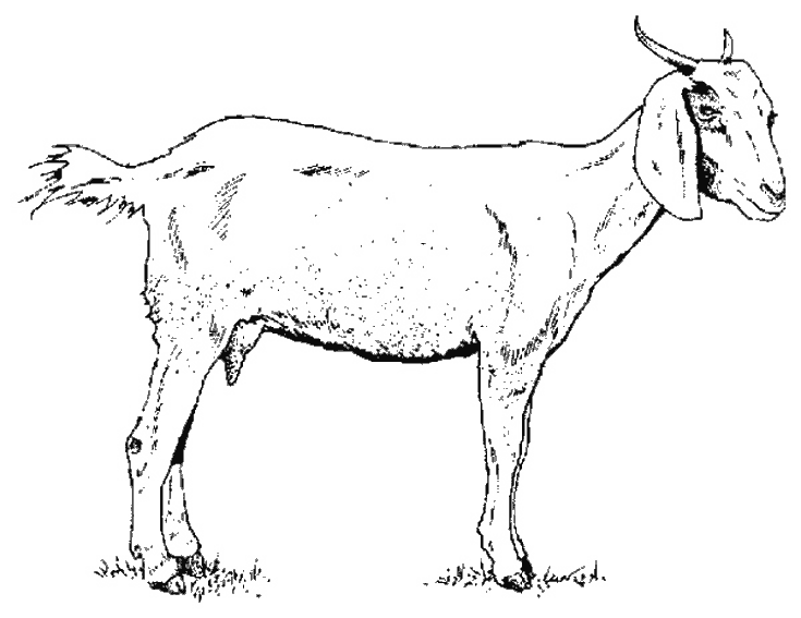 Dibujo para colorear: Cabra (Animales) #2370 - Dibujos para Colorear e Imprimir Gratis