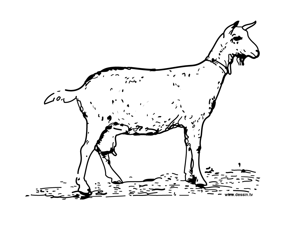 Dibujo para colorear: Cabra (Animales) #2376 - Dibujos para Colorear e Imprimir Gratis