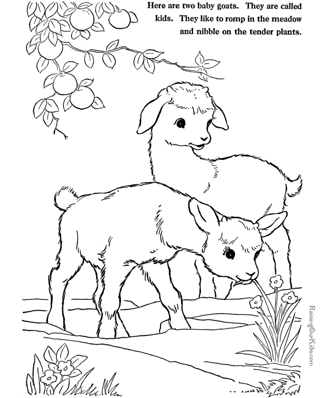 Dibujo para colorear: Cabra (Animales) #2520 - Dibujos para Colorear e Imprimir Gratis