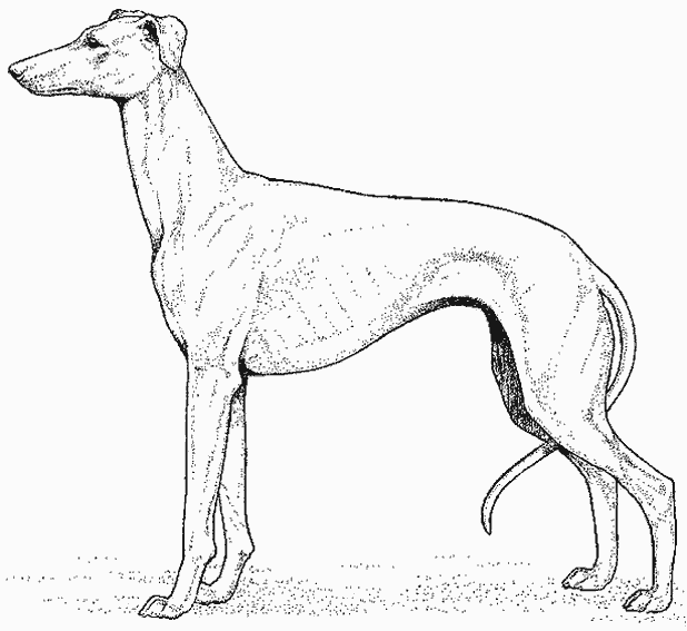 Dibujo para colorear: Cachorro (Animales) #2955 - Dibujos para Colorear e Imprimir Gratis