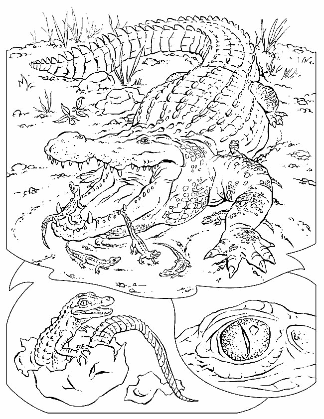Dibujo para colorear: Caimán (Animales) #443 - Dibujos para Colorear e Imprimir Gratis