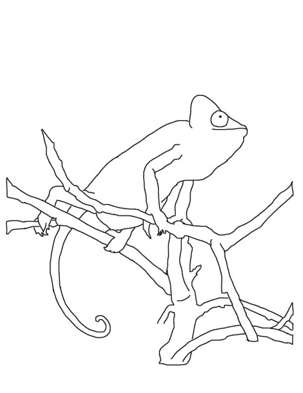 Dibujo para colorear: Camaleón (Animales) #1402 - Dibujos para Colorear e Imprimir Gratis