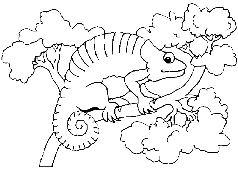 Dibujo para colorear: Camaleón (Animales) #1413 - Dibujos para Colorear e Imprimir Gratis