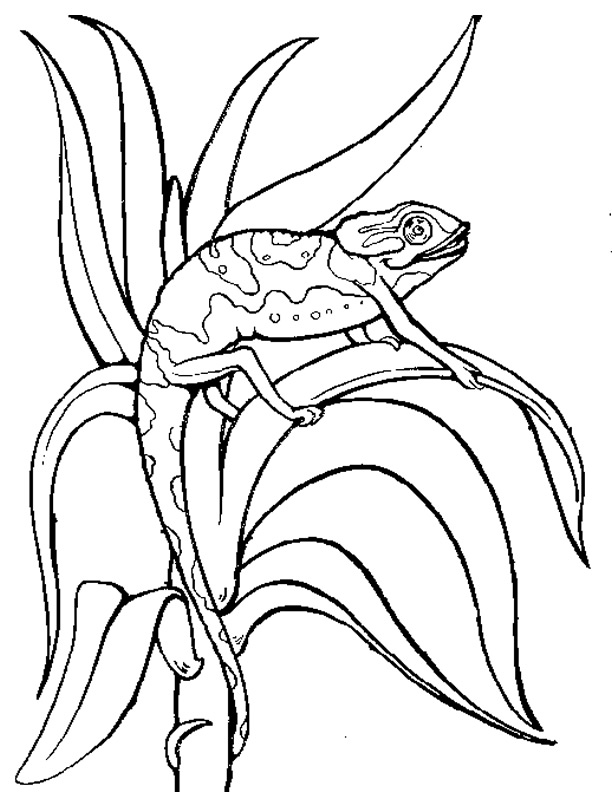 Dibujo para colorear: Camaleón (Animales) #1420 - Dibujos para Colorear e Imprimir Gratis