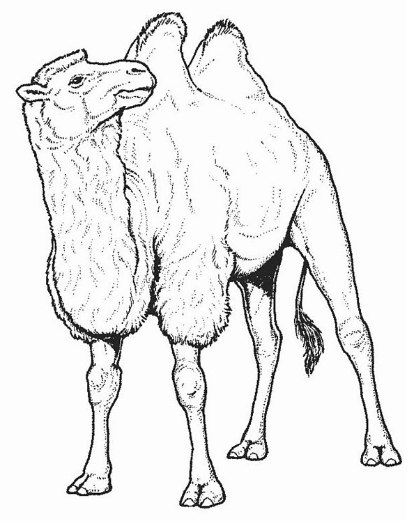 Dibujo para colorear: Camello (Animales) #1665 - Dibujos para Colorear e Imprimir Gratis