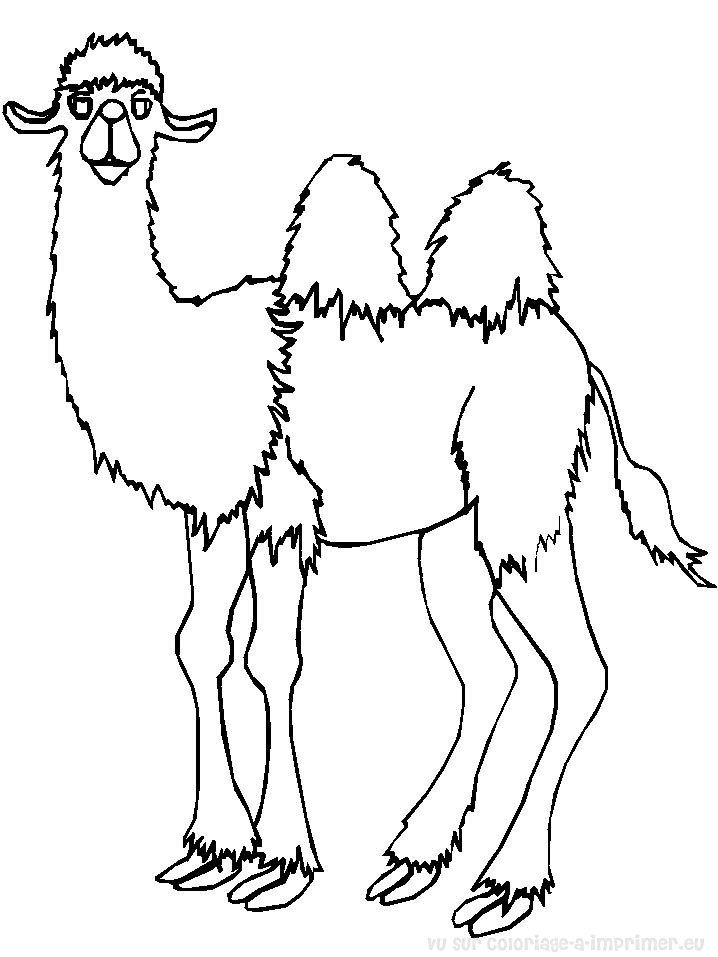 Dibujo para colorear: Camello (Animales) #1667 - Dibujos para Colorear e Imprimir Gratis