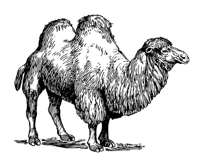 Dibujo para colorear: Camello (Animales) #1702 - Dibujos para Colorear e Imprimir Gratis