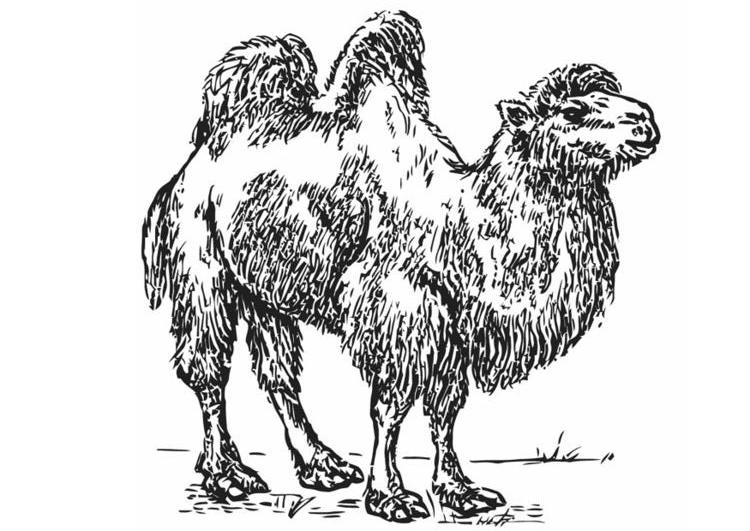 Dibujo para colorear: Camello (Animales) #1707 - Dibujos para Colorear e Imprimir Gratis