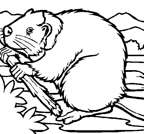 Dibujo para colorear: Castor (Animales) #1589 - Dibujos para Colorear e Imprimir Gratis