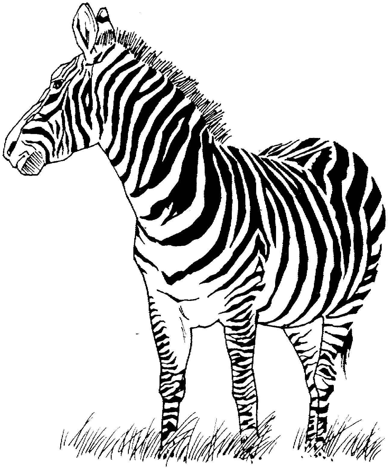 Dibujo para colorear: Cebra (Animales) #12949 - Dibujos para Colorear e Imprimir Gratis