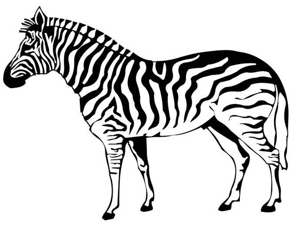 Dibujo para colorear: Cebra (Animales) #12963 - Dibujos para Colorear e Imprimir Gratis
