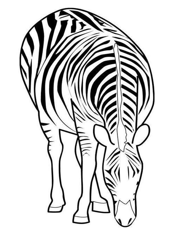 Dibujo para colorear: Cebra (Animales) #12977 - Dibujos para Colorear e Imprimir Gratis