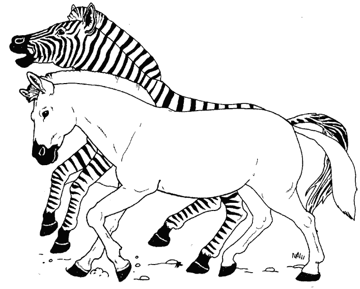 Dibujo para colorear: Cebra (Animales) #12981 - Dibujos para Colorear e Imprimir Gratis