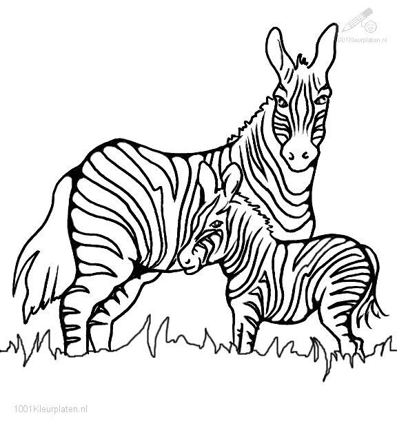 Dibujo para colorear: Cebra (Animales) #13023 - Dibujos para Colorear e Imprimir Gratis