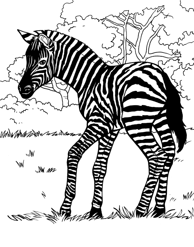 Dibujo para colorear: Cebra (Animales) #13027 - Dibujos para Colorear e Imprimir Gratis