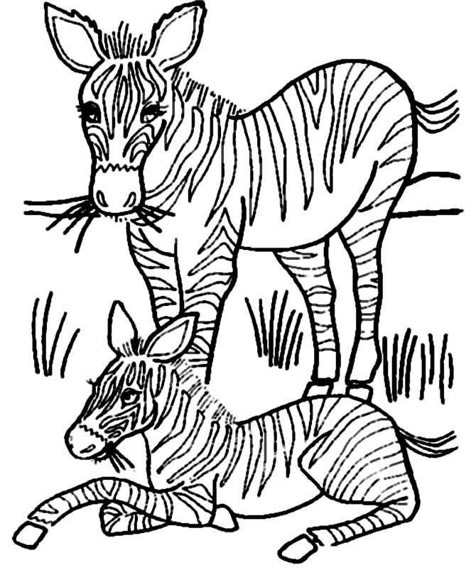 Dibujo para colorear: Cebra (Animales) #13130 - Dibujos para Colorear e Imprimir Gratis