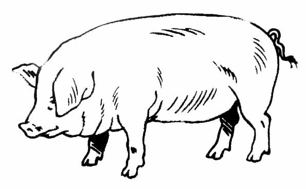 Dibujo para colorear: Cerdo (Animales) #3596 - Dibujos para Colorear e Imprimir Gratis