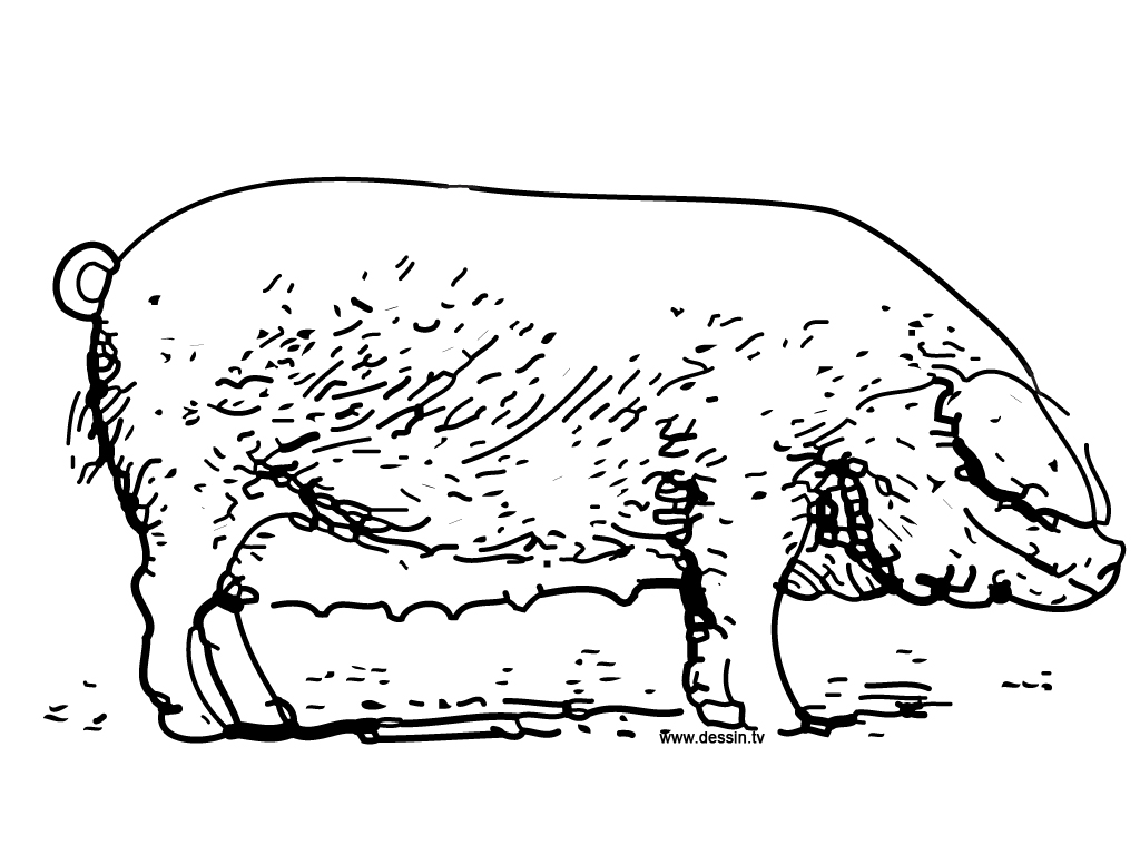 Dibujo para colorear: Cerdo (Animales) #3733 - Dibujos para Colorear e Imprimir Gratis