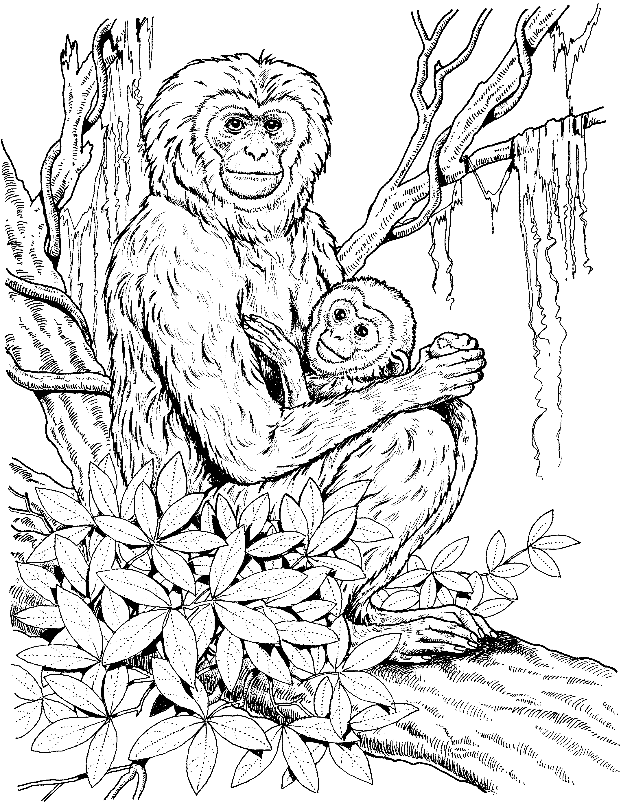 Dibujo para colorear: Chimpancé (Animales) #2833 - Dibujos para Colorear e Imprimir Gratis
