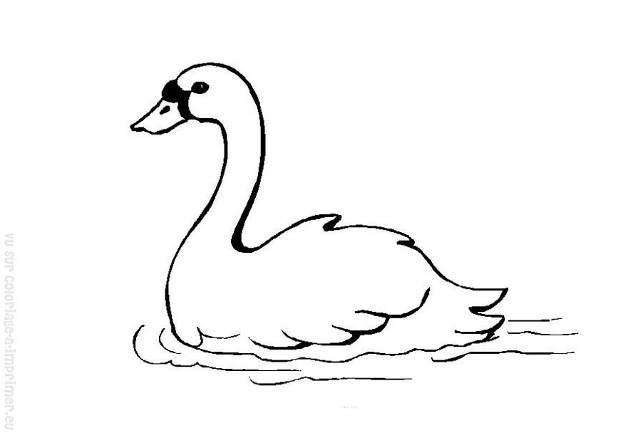 Dibujo para colorear: Cisne (Animales) #4995 - Dibujos para Colorear e Imprimir Gratis