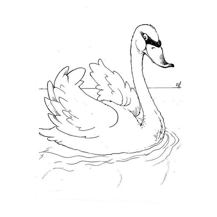 Dibujo para colorear: Cisne (Animales) #5000 - Dibujos para Colorear e Imprimir Gratis