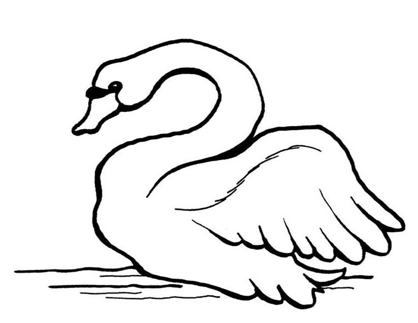 Dibujo para colorear: Cisne (Animales) #5002 - Dibujos para Colorear e Imprimir Gratis
