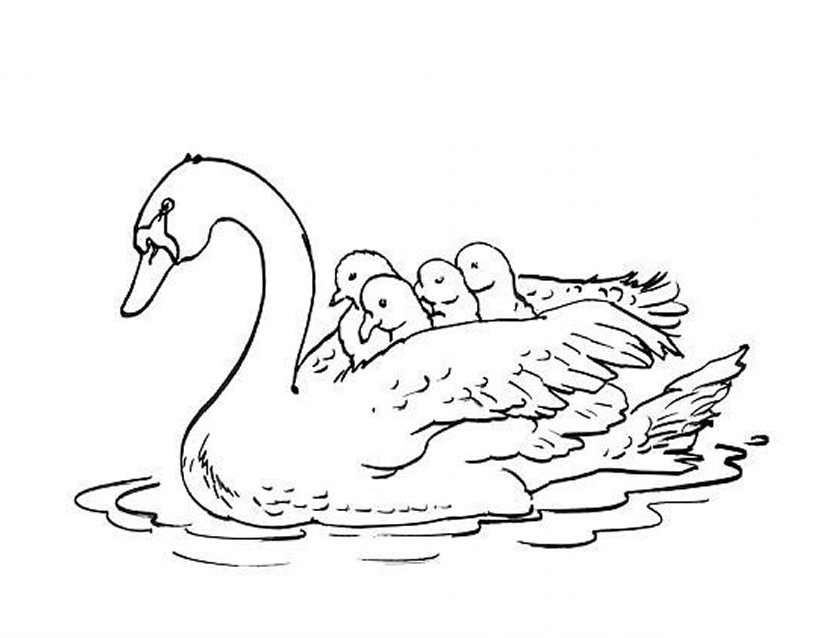 Dibujo para colorear: Cisne (Animales) #5012 - Dibujos para Colorear e Imprimir Gratis