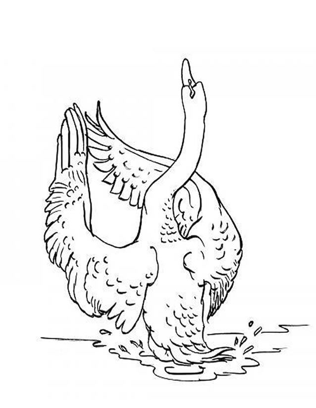 Dibujo para colorear: Cisne (Animales) #5015 - Dibujos para Colorear e Imprimir Gratis