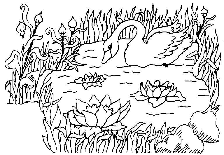 Dibujo para colorear: Cisne (Animales) #5019 - Dibujos para Colorear e Imprimir Gratis