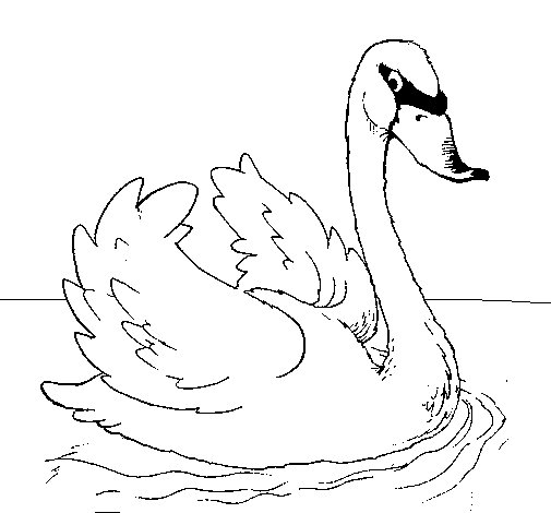 Dibujo para colorear: Cisne (Animales) #5024 - Dibujos para Colorear e Imprimir Gratis