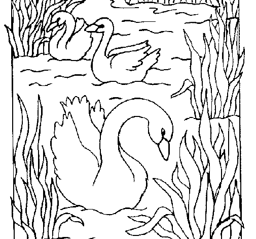 Dibujo para colorear: Cisne (Animales) #5037 - Dibujos para Colorear e Imprimir Gratis