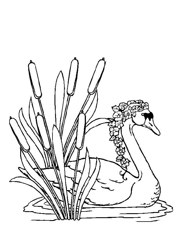 Dibujo para colorear: Cisne (Animales) #5038 - Dibujos para Colorear e Imprimir Gratis