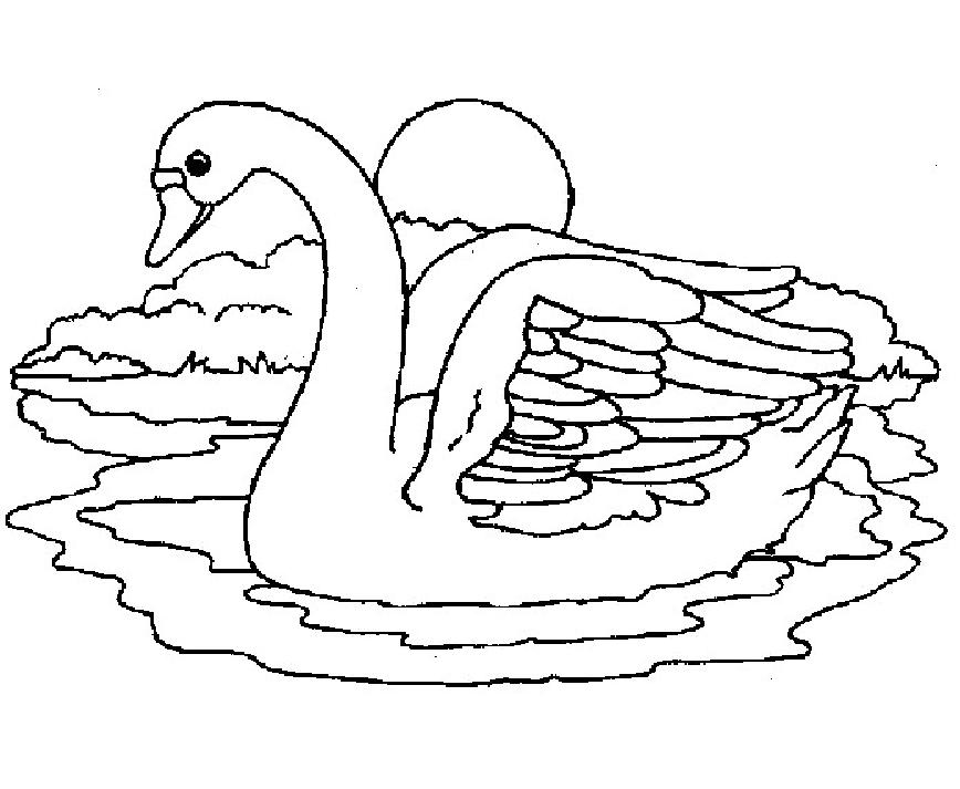 Dibujo para colorear: Cisne (Animales) #5055 - Dibujos para Colorear e Imprimir Gratis