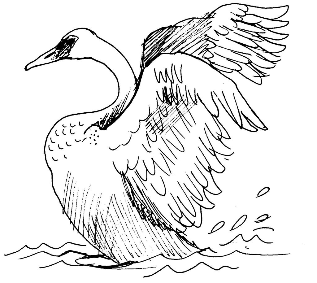 Dibujo para colorear: Cisne (Animales) #5083 - Dibujos para Colorear e Imprimir Gratis