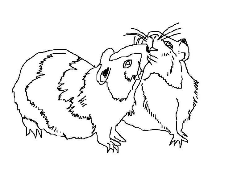 Dibujo para colorear: Conejillo de Indias (Animales) #18547 - Dibujos para Colorear e Imprimir Gratis