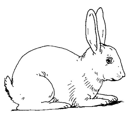 Dibujo para colorear: Conejo (Animales) #9530 - Dibujos para Colorear e Imprimir Gratis