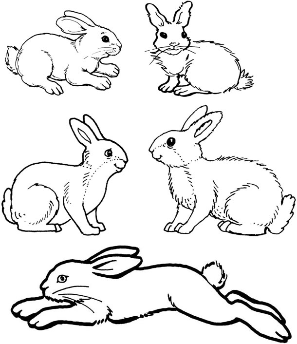 Dibujo para colorear: Conejo (Animales) #9562 - Dibujos para Colorear e Imprimir Gratis