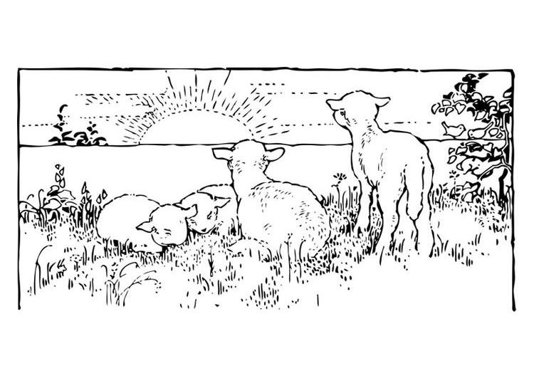Dibujo para colorear: Cordero (Animales) #269 - Dibujos para Colorear e Imprimir Gratis