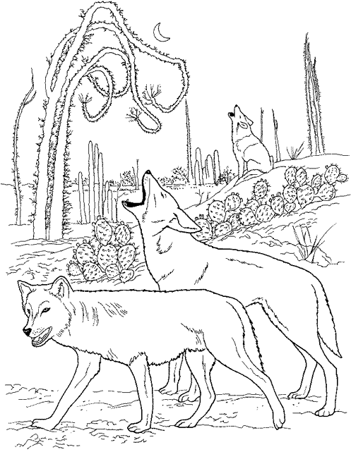 Dibujo para colorear: Coyote (Animales) #4550 - Dibujos para Colorear e Imprimir Gratis