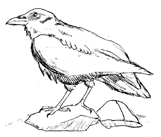 Dibujo para colorear: Cuervo (Animales) #4284 - Dibujos para Colorear e Imprimir Gratis
