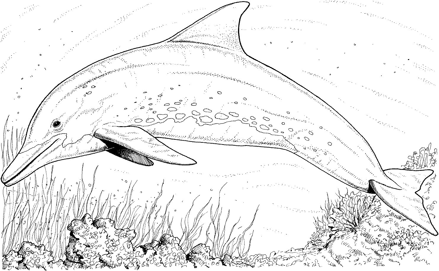 Dibujo para colorear: Delfín (Animales) #5092 - Dibujos para Colorear e Imprimir Gratis