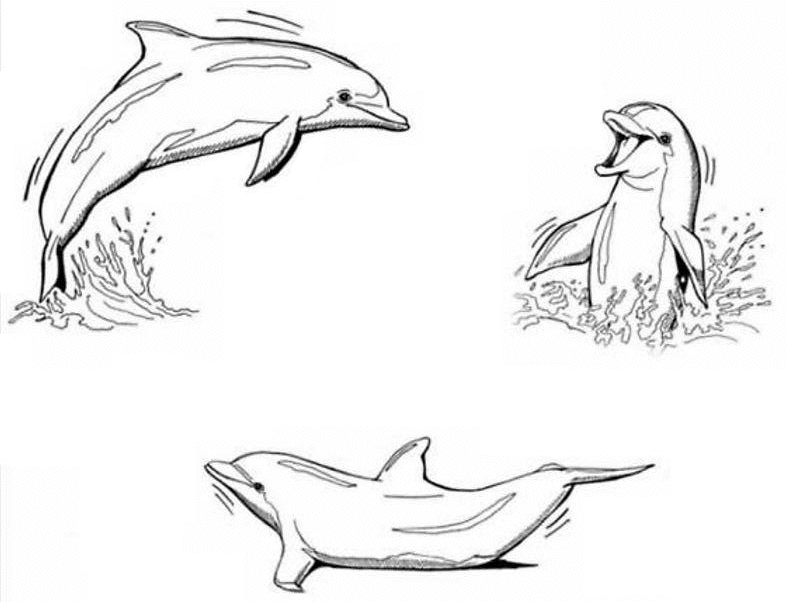 Dibujo para colorear: Delfín (Animales) #5126 - Dibujos para Colorear e Imprimir Gratis