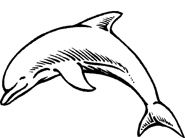 Dibujo para colorear: Delfín (Animales) #5165 - Dibujos para Colorear e Imprimir Gratis