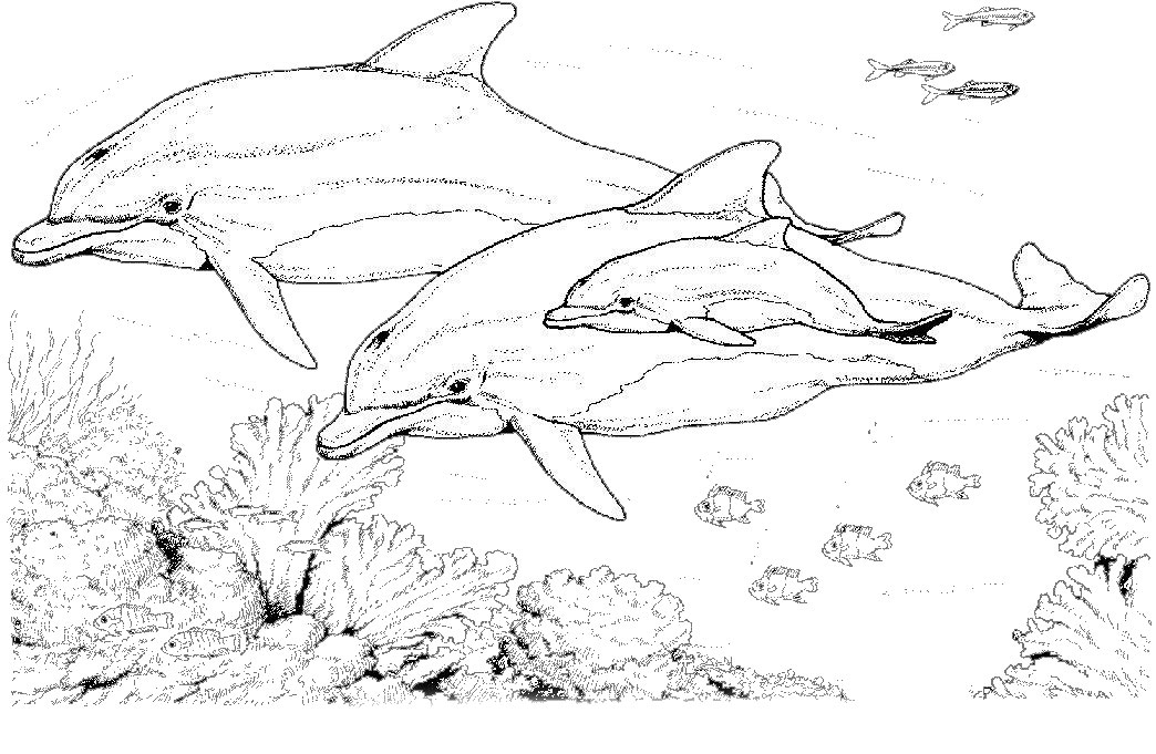 Dibujo para colorear: Delfín (Animales) #5168 - Dibujos para Colorear e Imprimir Gratis