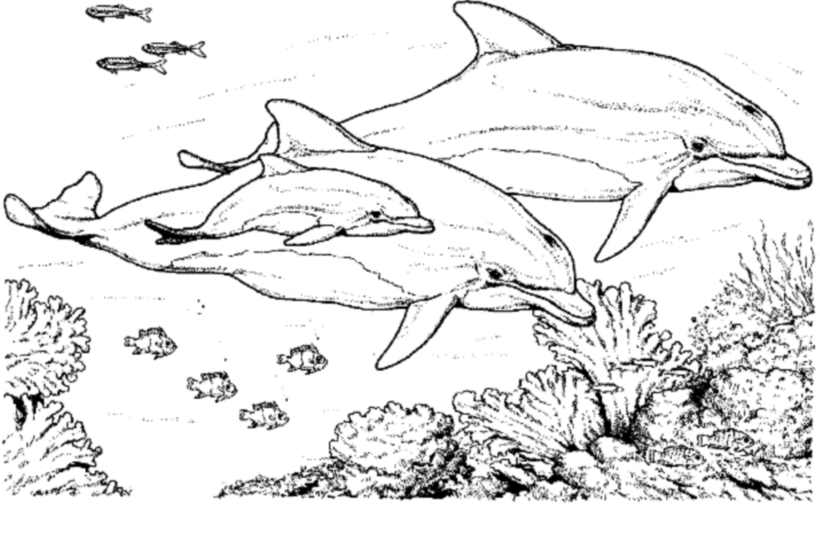 Dibujo para colorear: Delfín (Animales) #5195 - Dibujos para Colorear e Imprimir Gratis