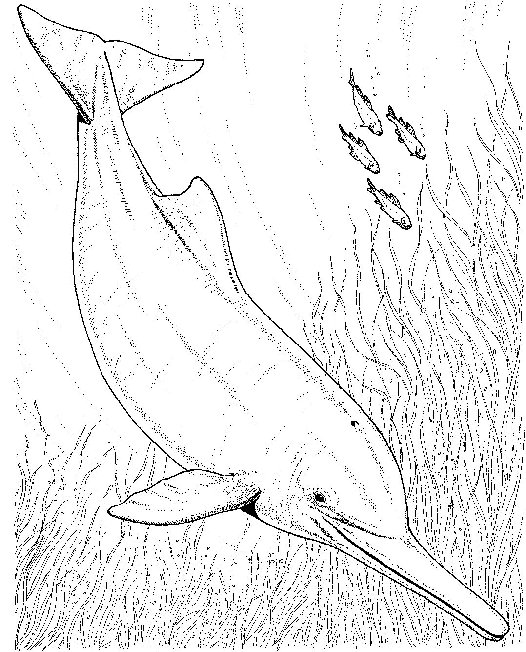 Dibujo para colorear: Delfín (Animales) #5231 - Dibujos para Colorear e Imprimir Gratis