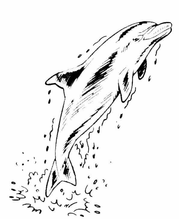 Dibujo para colorear: Delfín (Animales) #5246 - Dibujos para Colorear e Imprimir Gratis