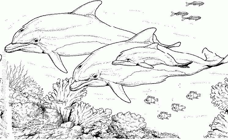 Dibujo para colorear: Delfín (Animales) #5284 - Dibujos para Colorear e Imprimir Gratis